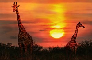 organisateur-voyage-safari-caracom